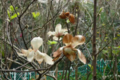 magnolia01