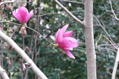 magnolia03