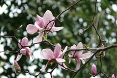 magnolia04