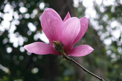 magnolia05