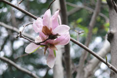 magnolia06
