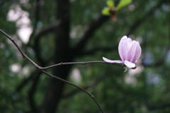 magnolia07