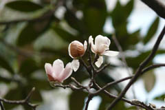 magnolia08