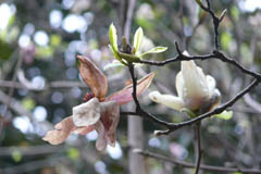 magnolia09