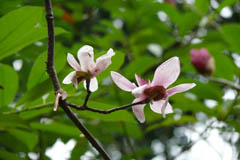 magnolia10