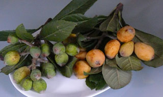 smallfruits