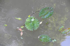 waterlilies03
