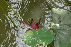 waterlilies04