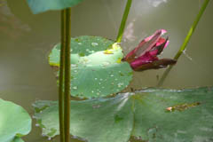 waterlilies05